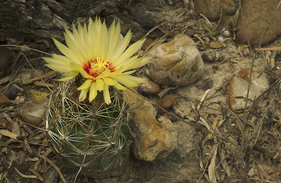 Thelocactus setispinus var orcuttii